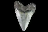 Juvenile Megalodon Tooth - Georgia #99137-1